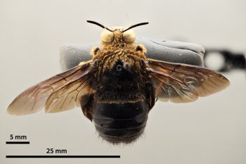 Media type: image;   Entomology 810621 Aspect: habitus dorsal view